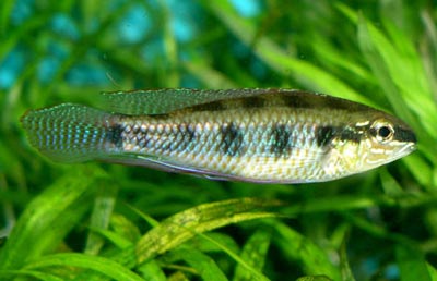 Dicrossus maculatus